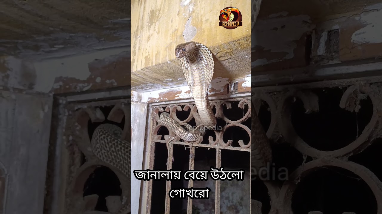 What is the scary sound of a cobra snake | Cobra snake attack | cobra hissing sound | ReptoPedia | #snake