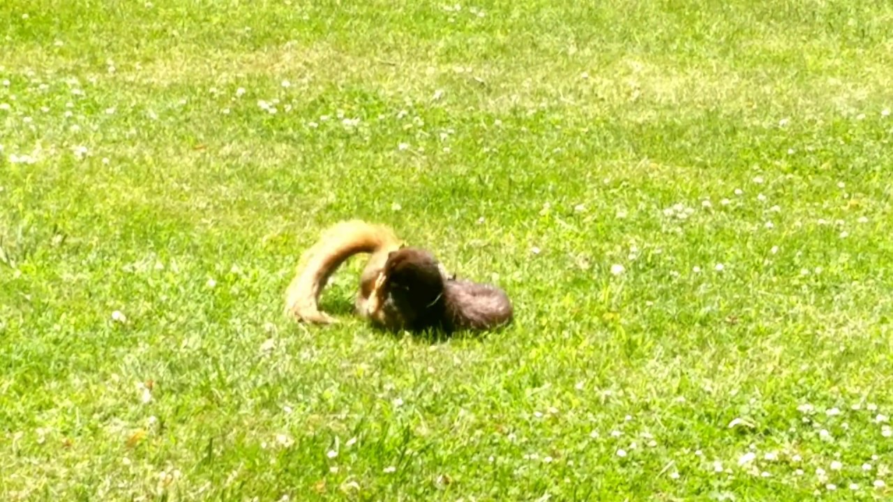 Squirrel vs. mink.