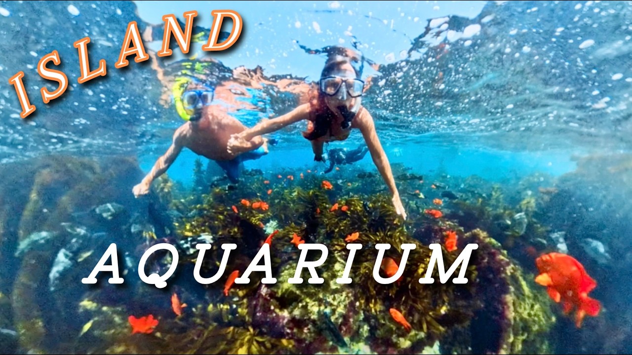 BEST Catalina Island Snorkeling Adventure | Casino Dive Park & Lovers Cove | 4k Underwater 