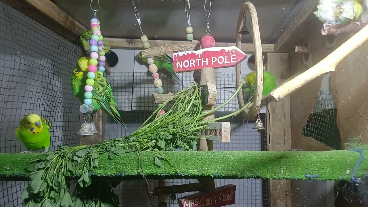It talks in a way that leaves us speechless 😳🦜
