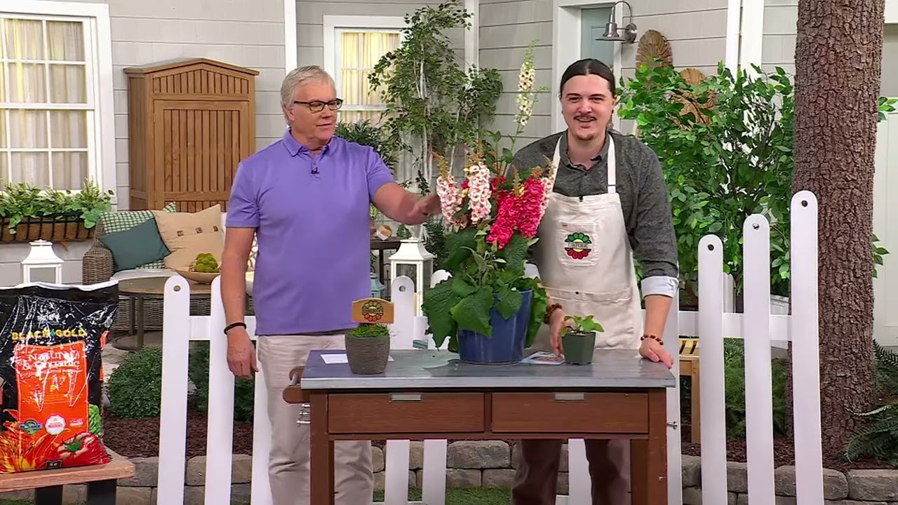 Roberta's 3-Piece Southern Charm Verbascum Live Plants on QVC
