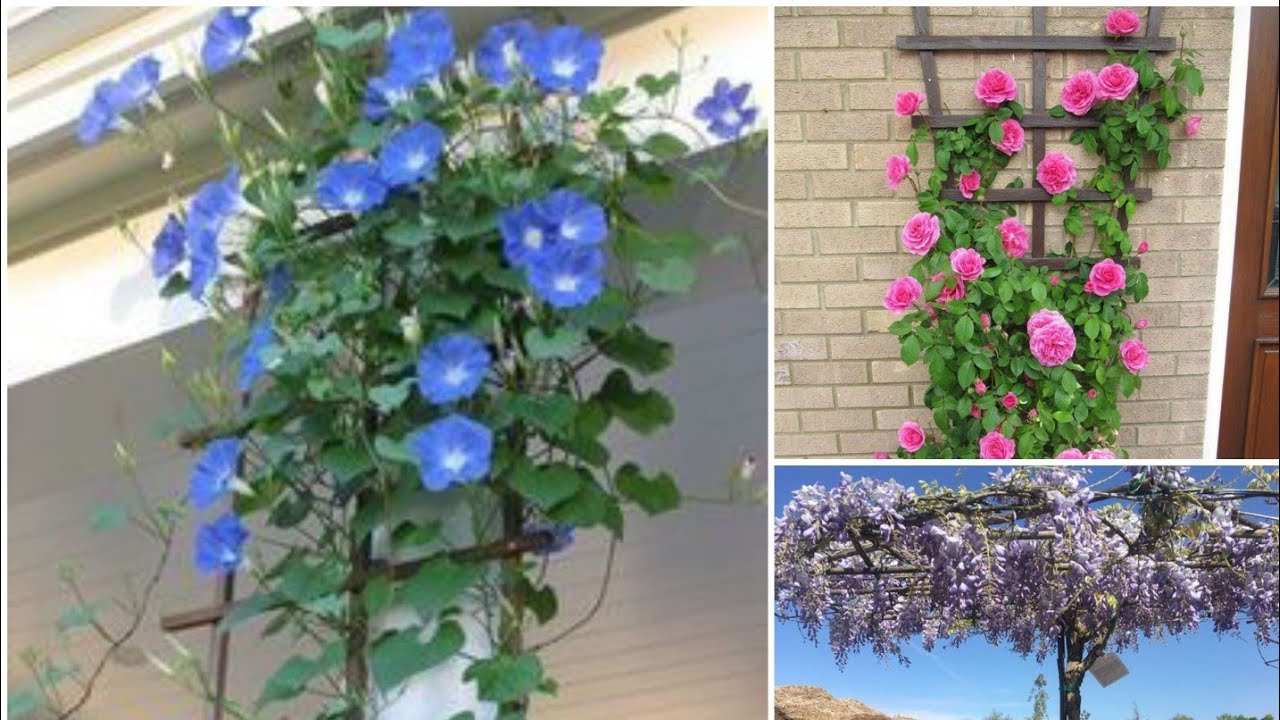 ИДЕИ ДЛЯ СКАЛОЛАЗАНИЯ! МНОГО ВДОХНОВЕНИЯ ДЛЯ ВАС!