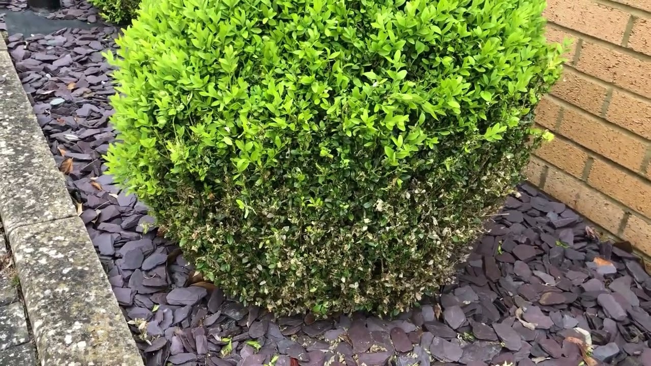 Check your Buxus sempervirens, the box caterpillar’s are about in the UK.