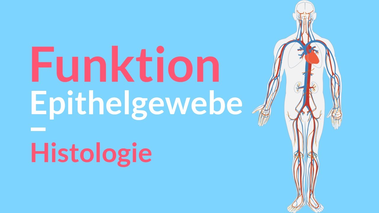 Funktion des Epithelgewebes 🧪 Immunantwort / mechanischer Schutz / Tastempfindung / Langerhans Zelle
