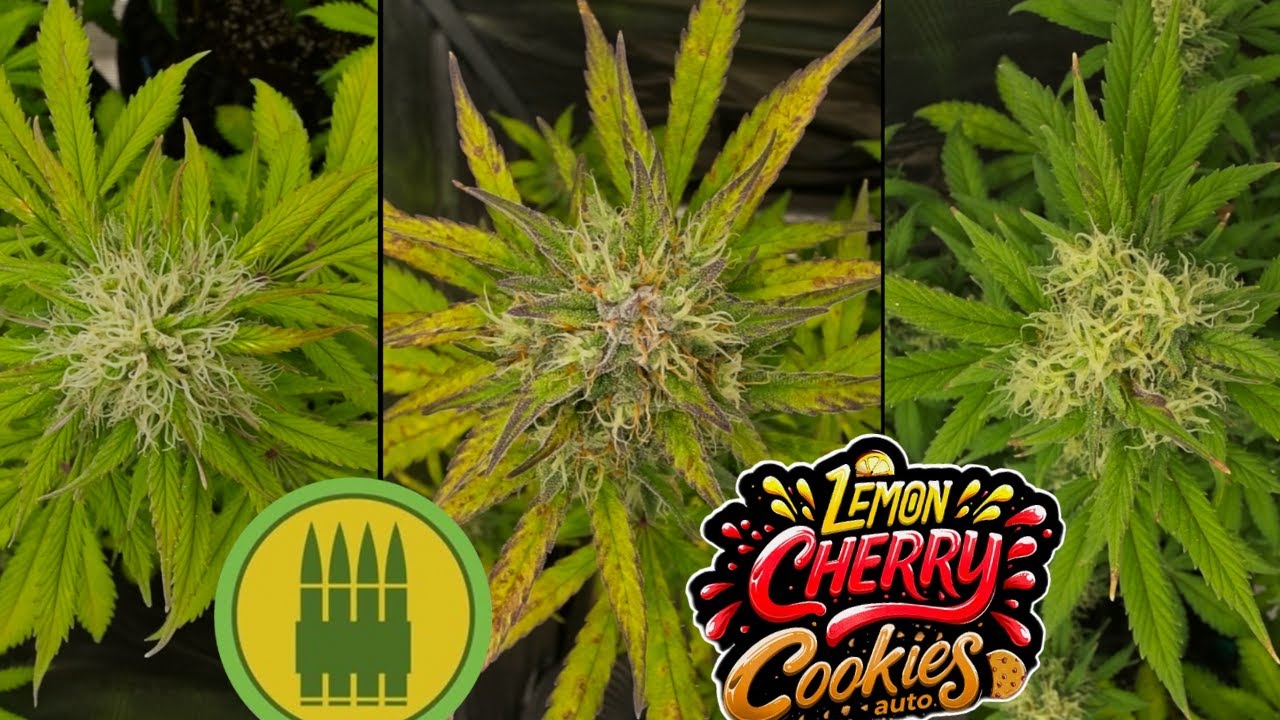 Lemon Cherry Cookies / Royal AK | Week 8 | FastBuds / Royal Queen Seeds (Autoflower)