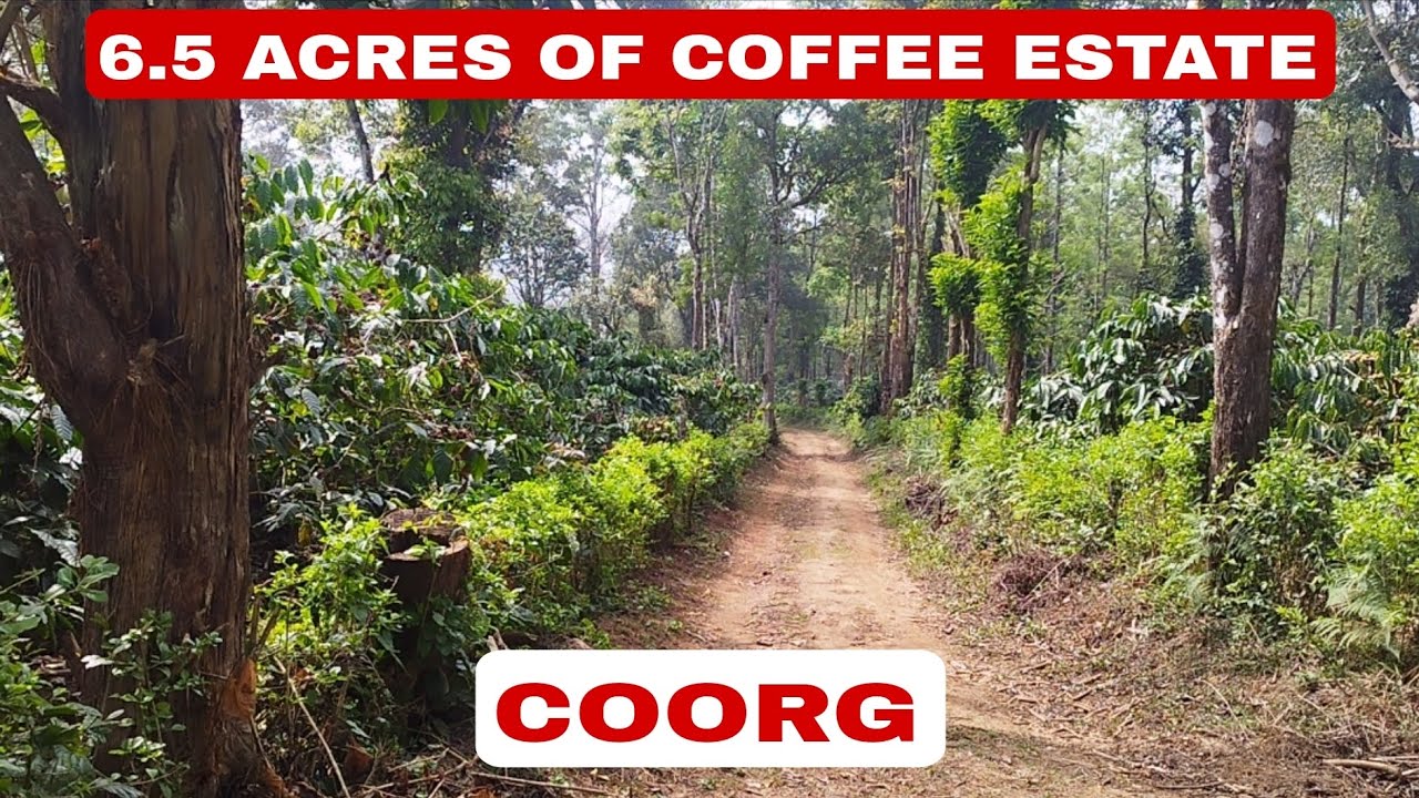 6.5 ACRES OF COFFEE ESTATE FOR SALE IN COORG. 9480957577/9483875313