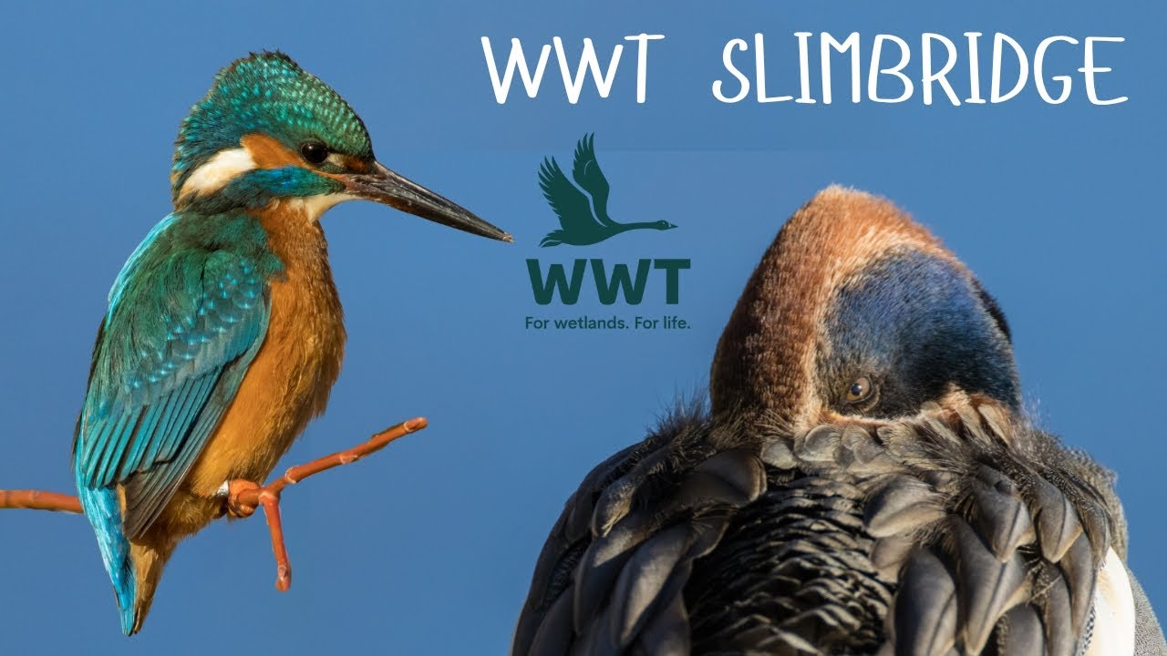 WINTER'S DAY AT WWT SLIMBRIDGE | KINGFISHER, PEREGRINE, TEAL, TUFTED DUCK, COOT, MOORHEN AND POCHARD