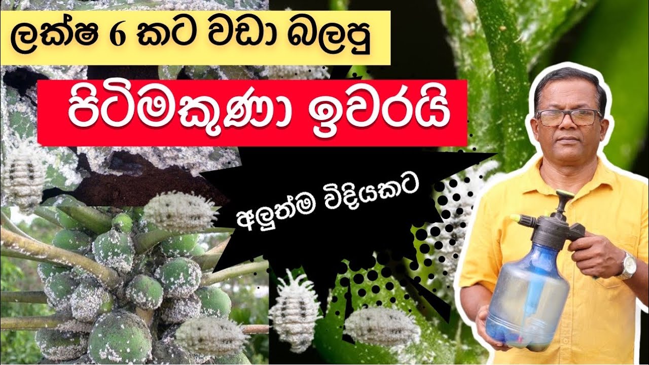 පිටිමකුනො, මයිටාවො, කොරොපොතු කෘමියො ඔක්කොම ඉවරයි | Pitimakunu Behetha | Ceylon Agri| Episode 06