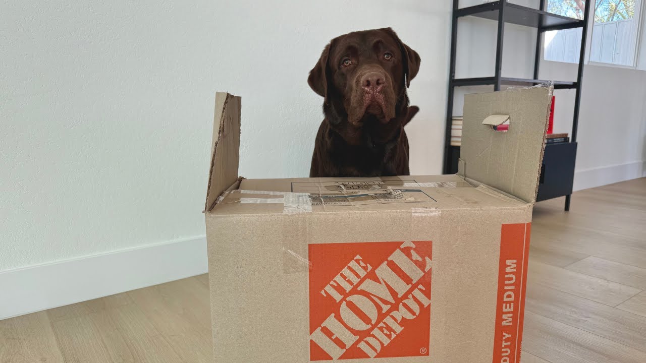 MY LABRADOR RETRIEVER MOVES OUT OF HIS FIRST HOME