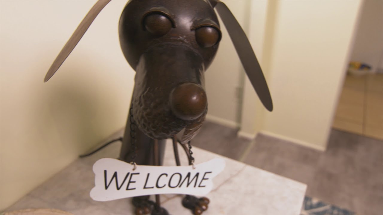How to Holiday with Dogs - Expert Tips | S4 | Ep3 | Pooches at Play