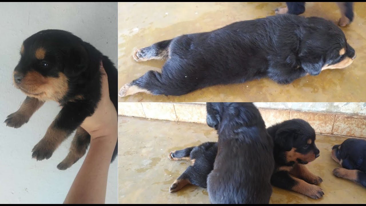 Primeiros cuidados com meu Rottweiler filhote / Parte 1