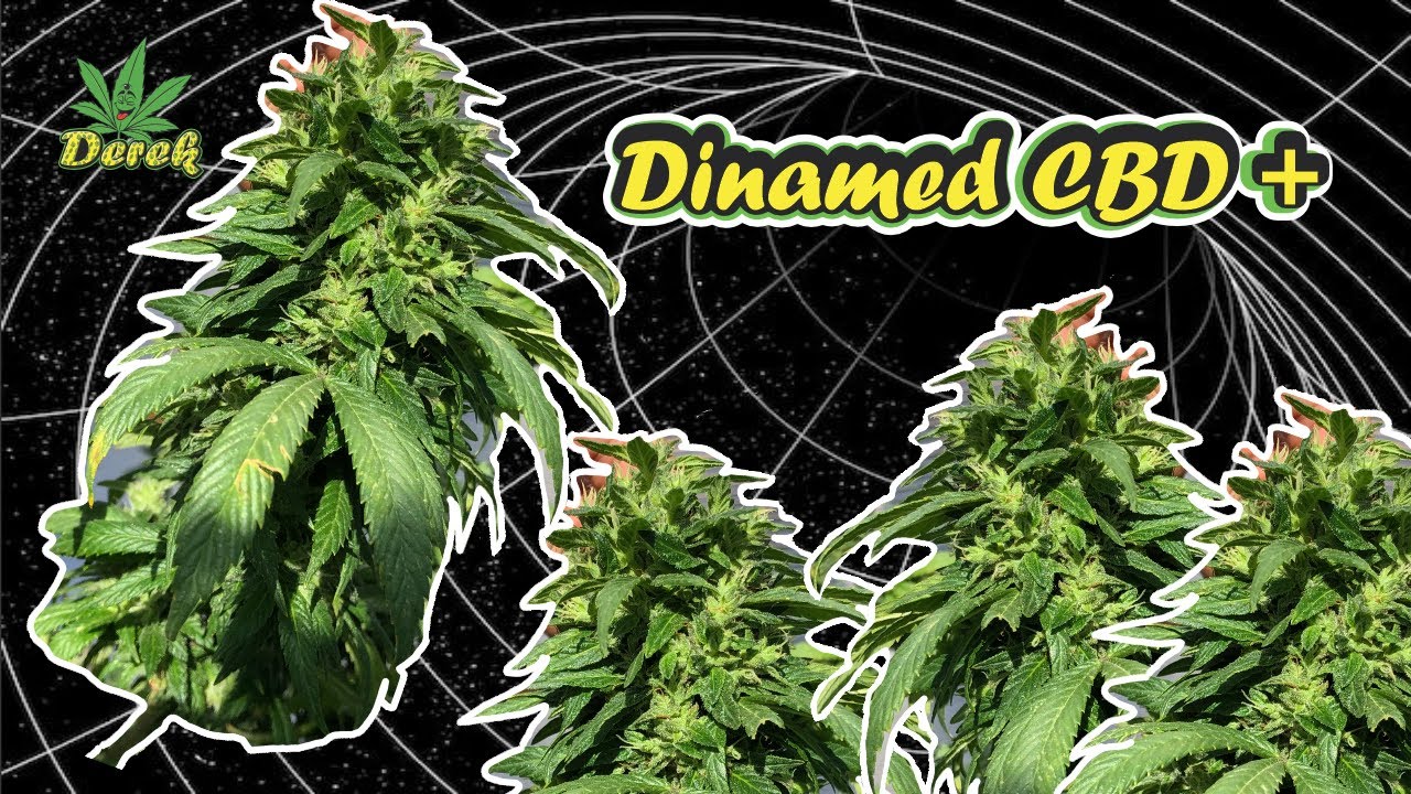 COSECHA EXTREMA !! (Esqueje Dinamed CBD plus) -1% THC, MEDICINAL