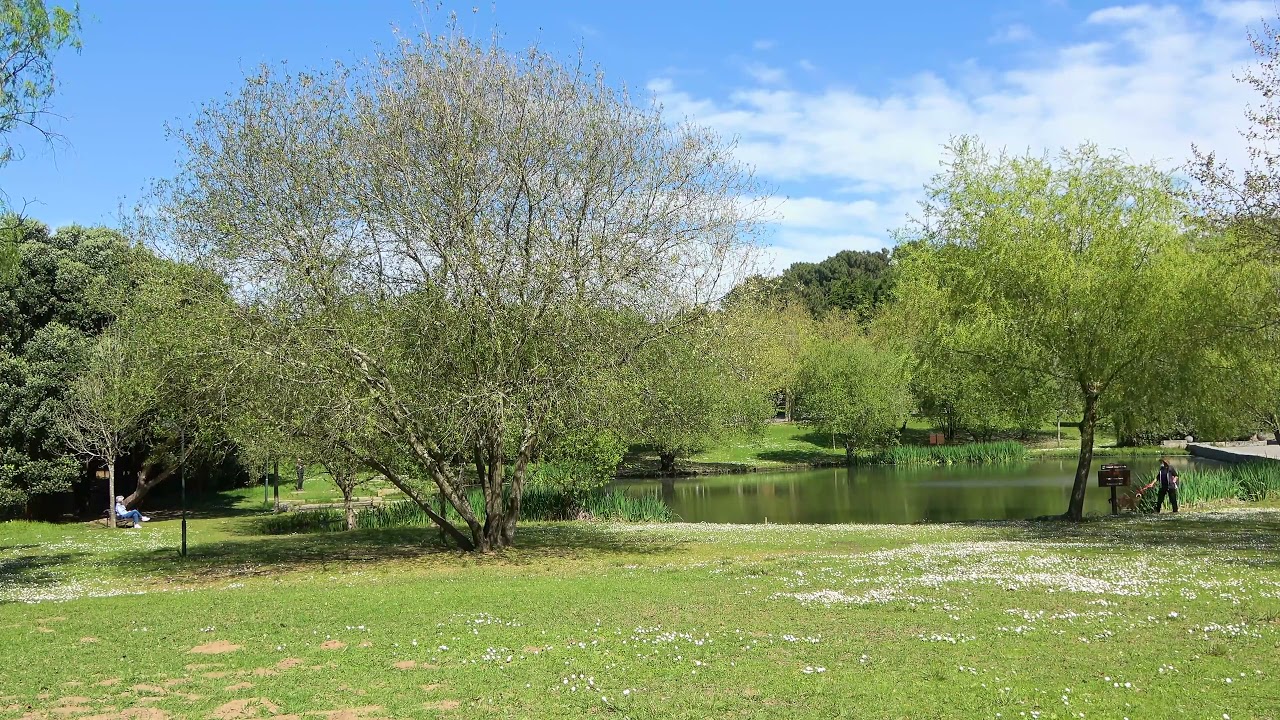 Park Trees free stock footage - stock footage - stock video - royalty free background video hd