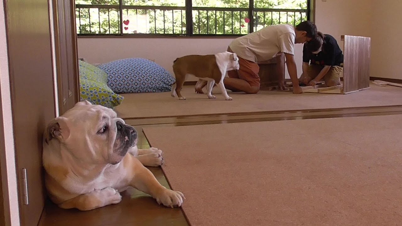 【DIY初心者】愛犬の犬部屋をパパ&ママが作ってみた！