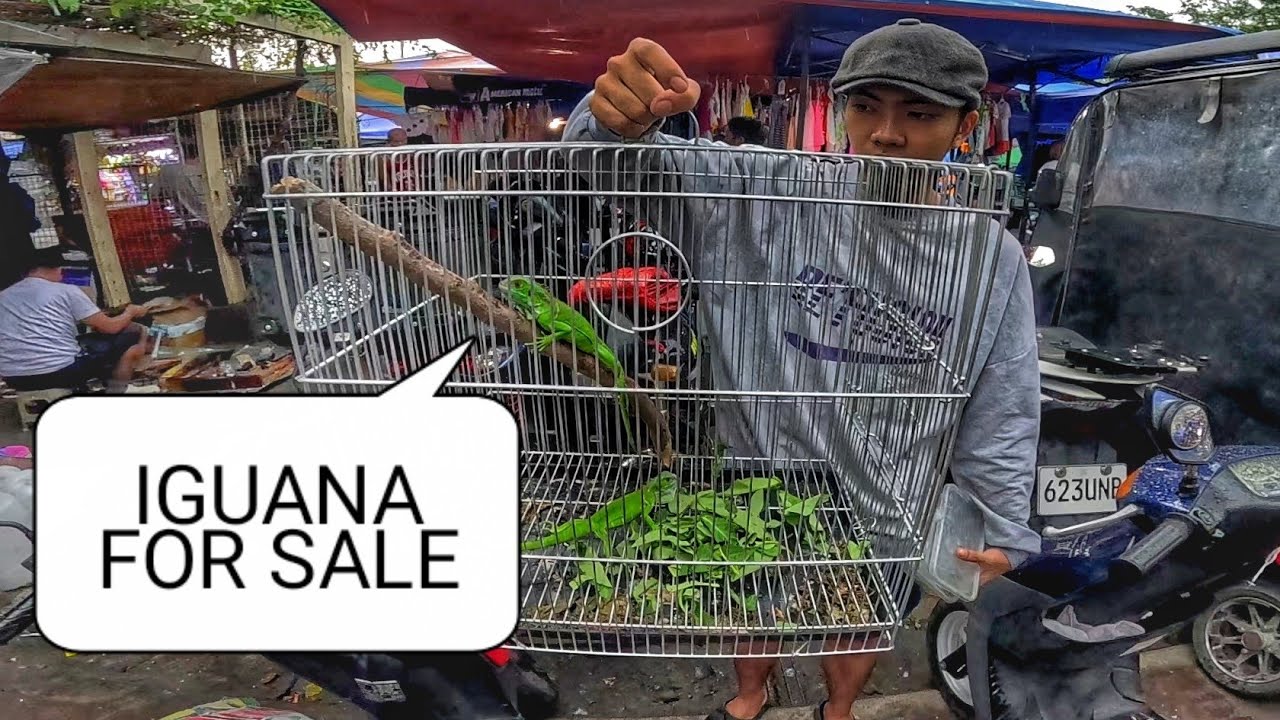 EKSENA SA MALABON NOVEMBER 15, 2025 | PET TIANGGE