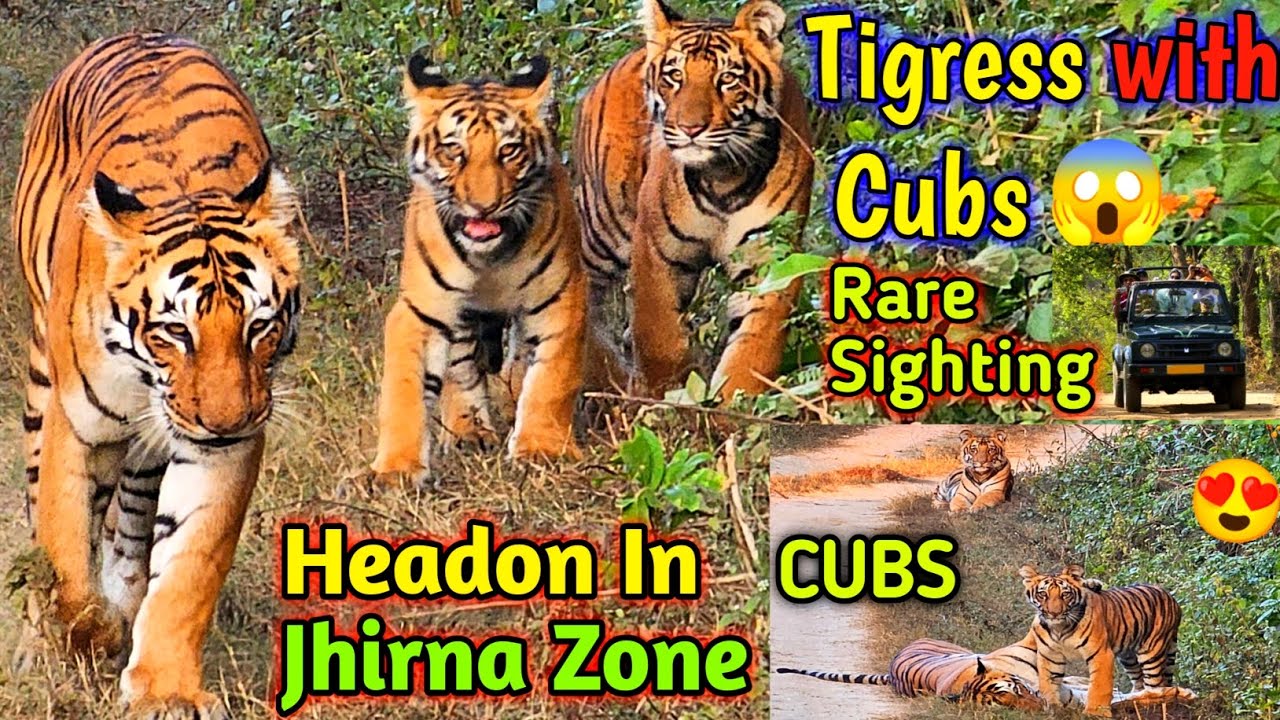  Tigress With Two Cubs Head-On Sighting in Jhirna Zone 