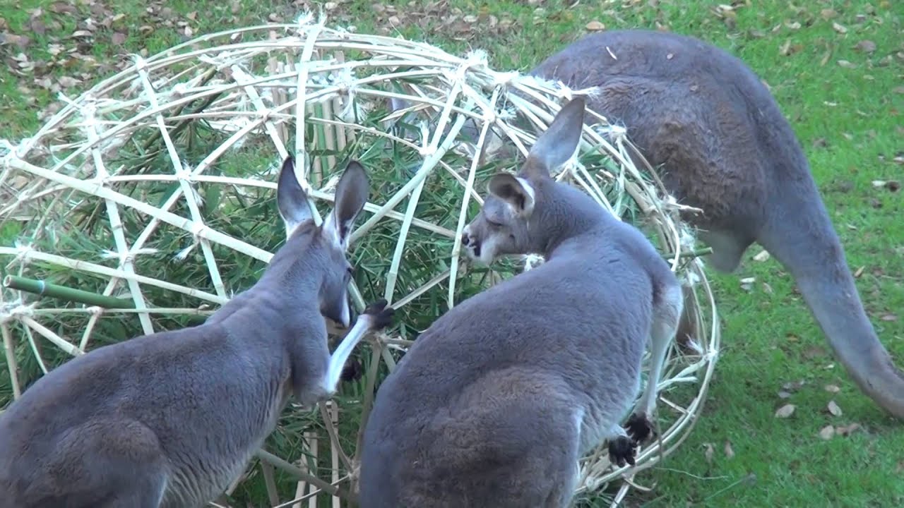 Fort Worth Zoo Animal Enrichment