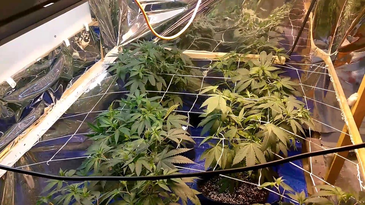Pineapple Express Super Silver Haze season 3 in the scrog