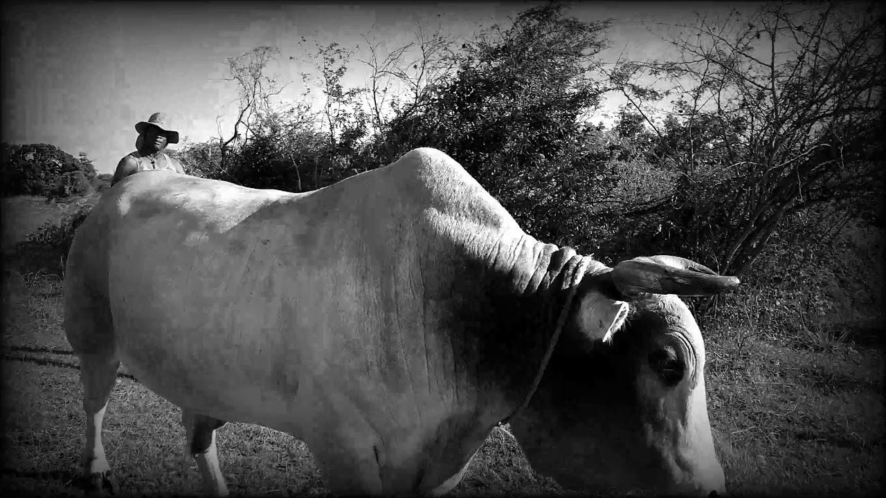 Attelage de boeufs traditionnel