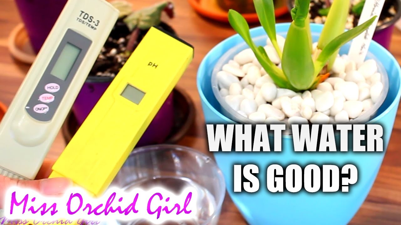 What water is good for Orchids?