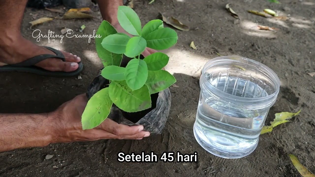 Stem cutting HD Video