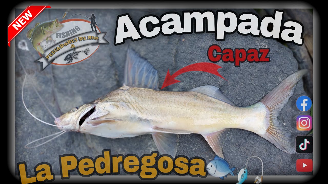 🔴 Pesca y Acampada Rio Cauca - La Pedregosa