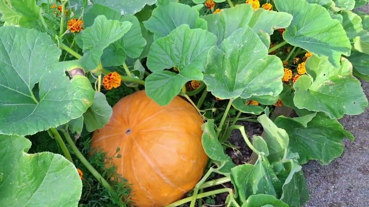 8  September 2025 Botaniska park uppsala شهری اوپسالا سوئد 