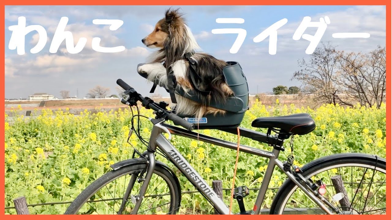 わんこライダー発進！ 秘密アイテム、バディライダー登場！！