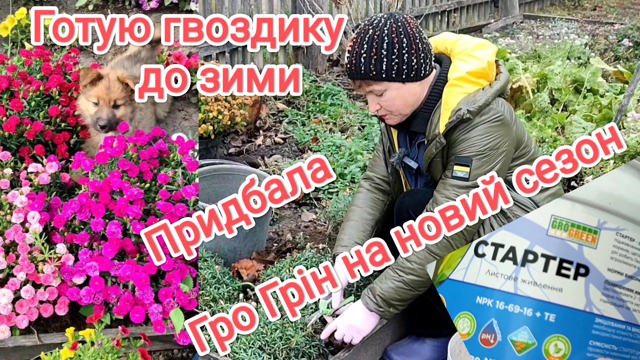 Готую гвоздику до зими. Гро Грін на новий сезон. Прибираю квітники.