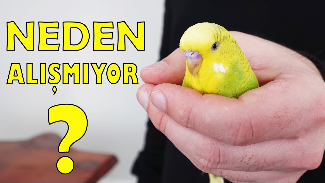 Muhabbet Kuşum Neden Alışmıyor 14 Sebebi