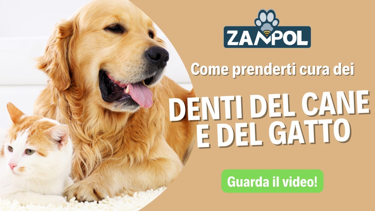 Come prenderti cura dei denti del tuo cane e del tuo gatto!