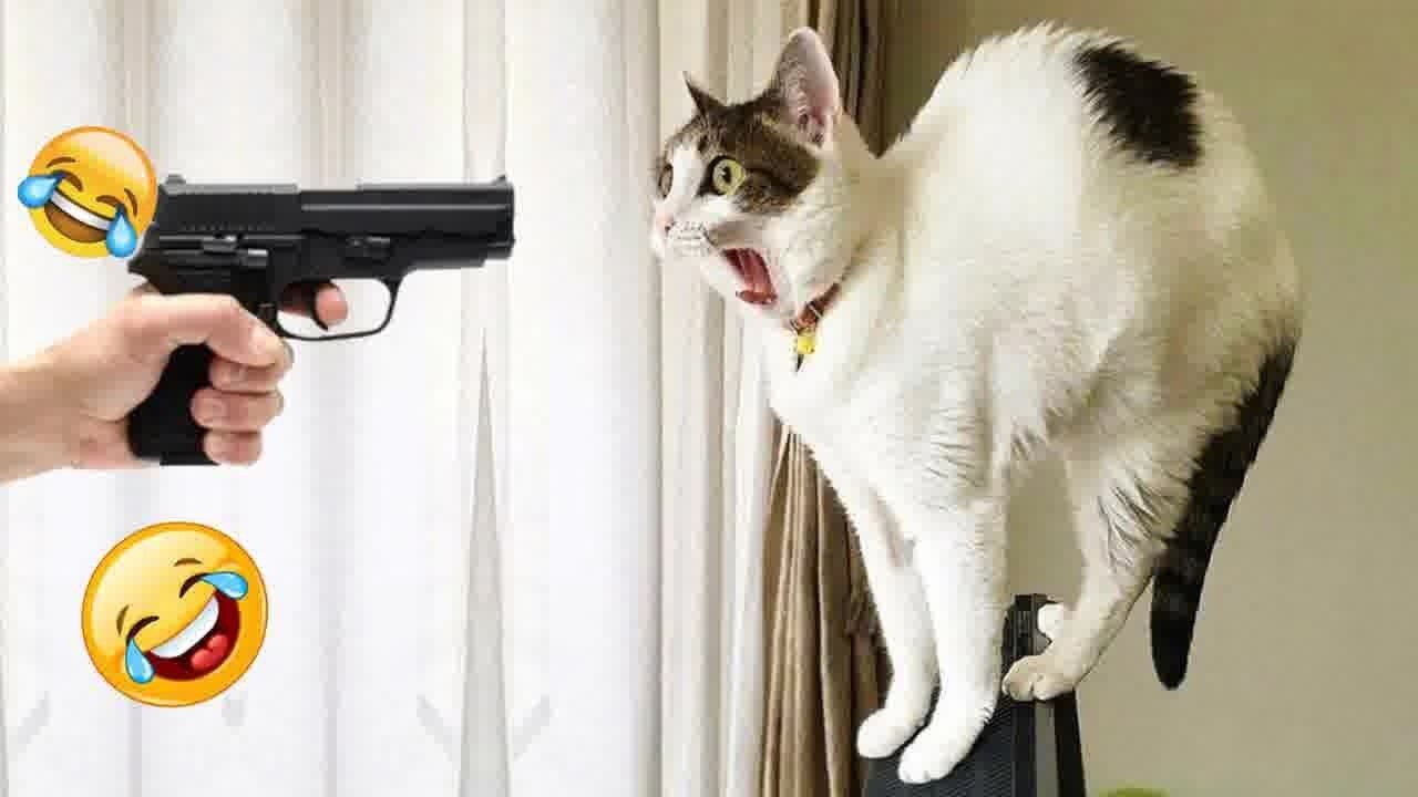 Try Not To Laugh 🌰 Funniest Cats & Dogs 😻 Funny Animals