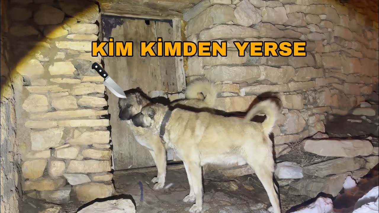 İKİ BÜYÜK HASIM KÖPEĞİ BAŞ BAŞA BIRAKTIM 