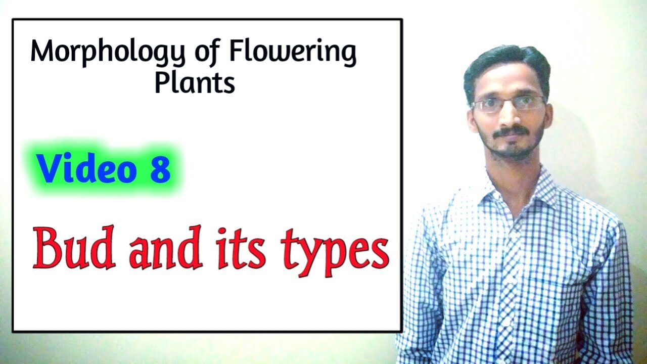 BUD AND ITS TYPES || Morphology of Flowering Plants || Simplified || Hindi and English