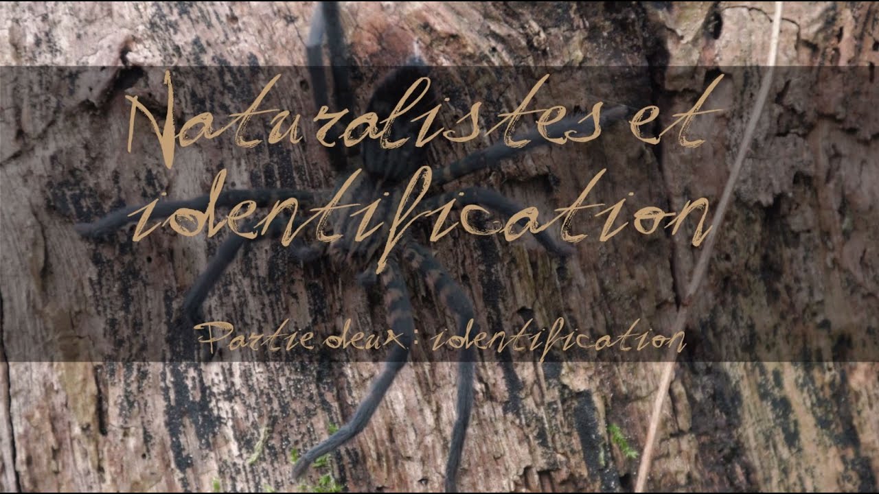 Naturalistes et classification - Partie 2 : Identification