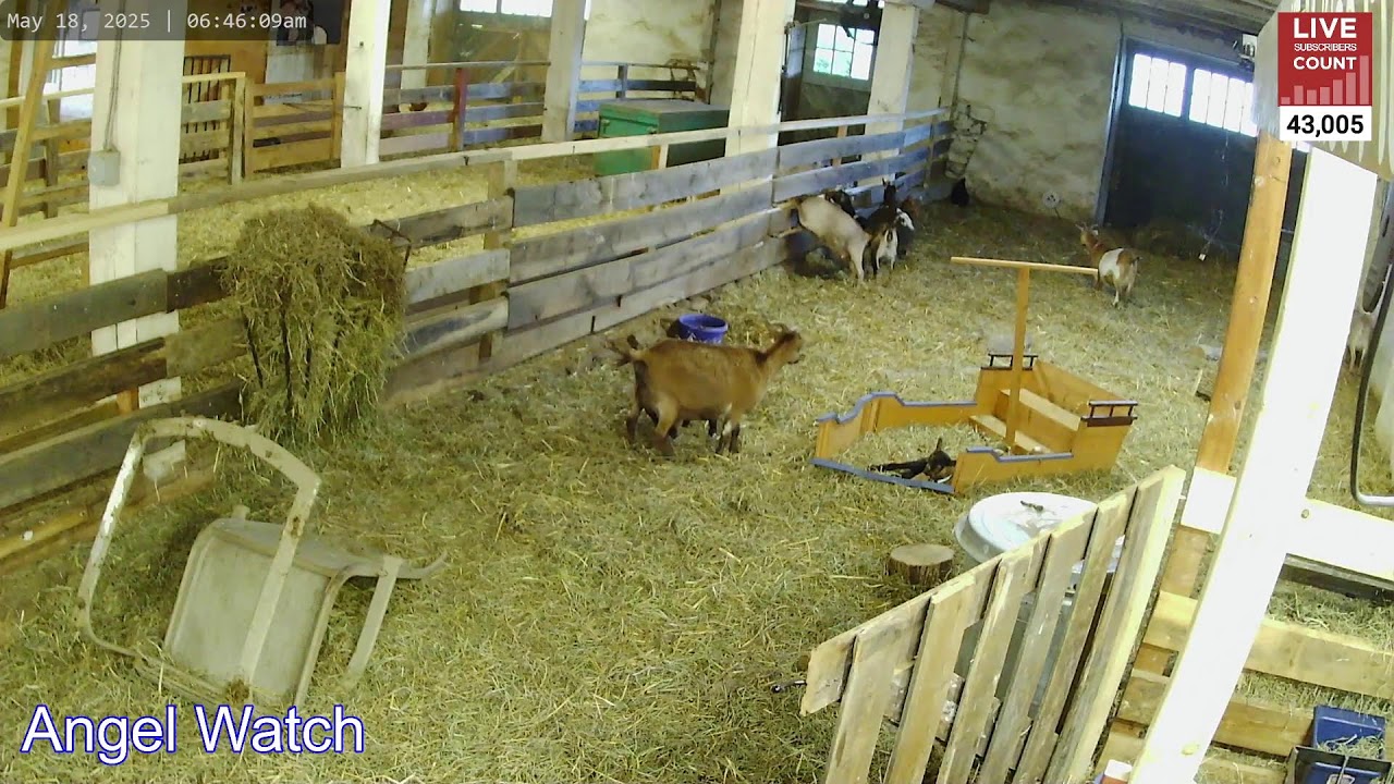 Saturday Night Angel Watch - Scrabble & Leanora!