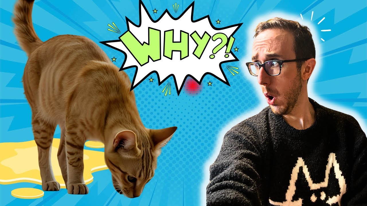 Cat Not Using The Litter Box? 8 Questions To Consider