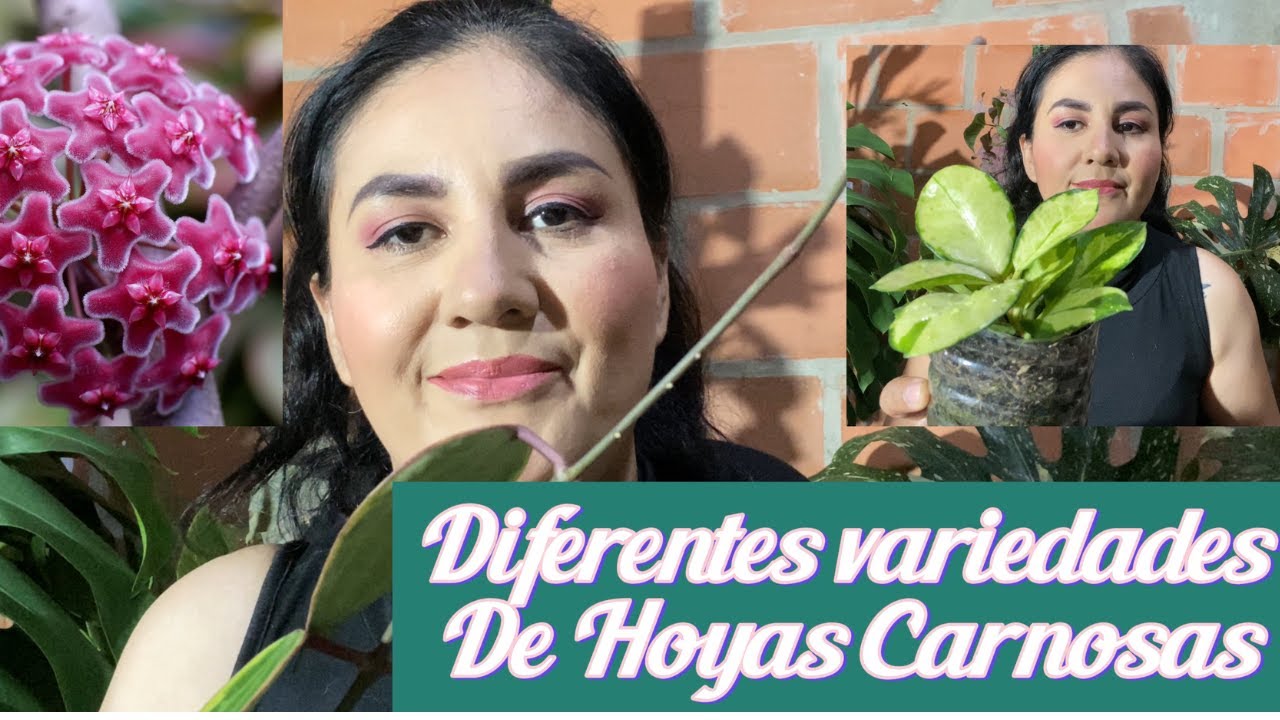 MI COLECCION de hoyas flor de cera /te enseño las variedades y sus nombres