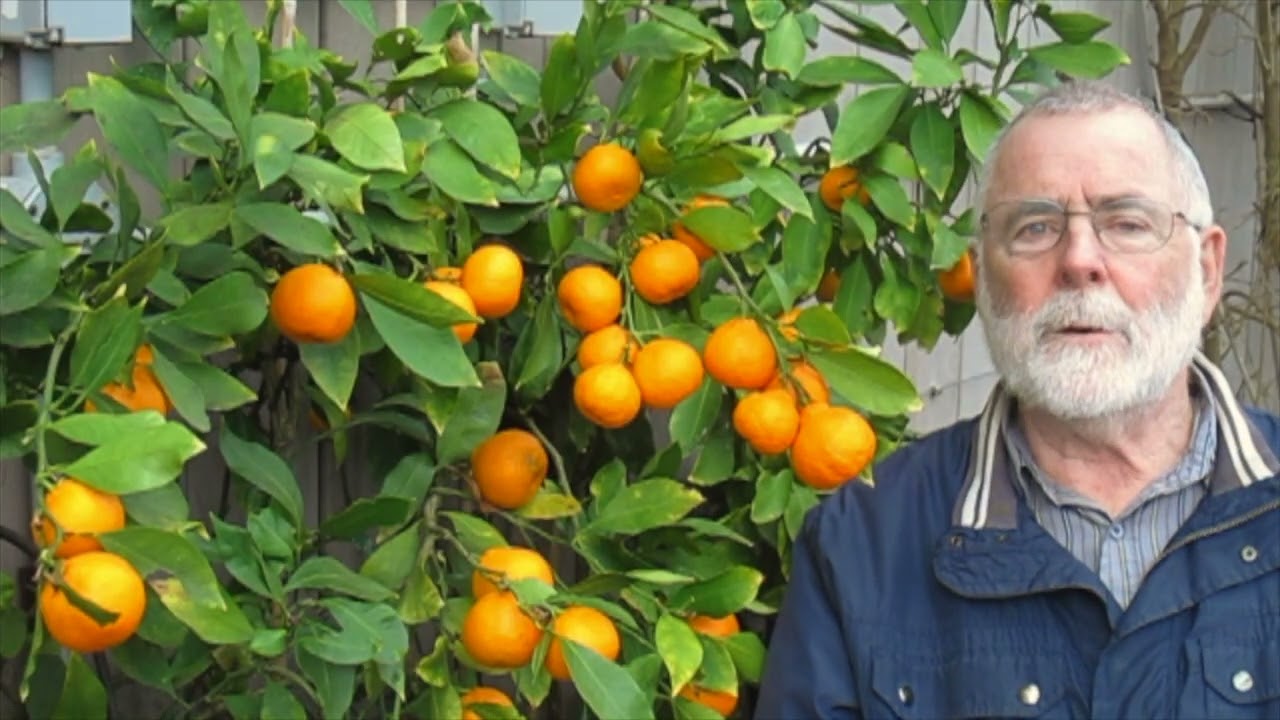 Growing Satsuma Mandarin Oranges Outdoors in South Coastal BC, Canada