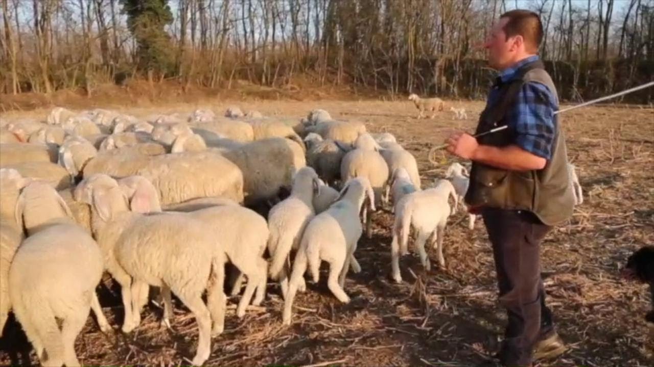 La transumanza di mille pecore a Garlasco
