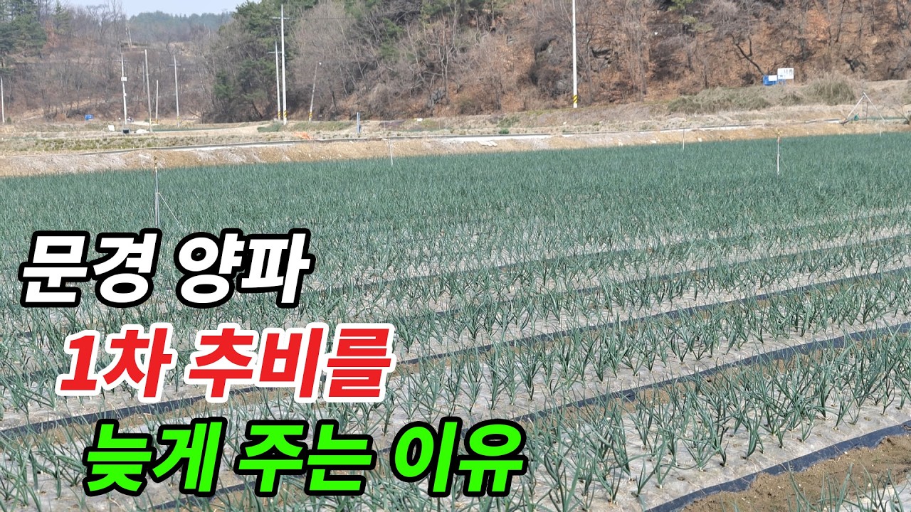 양파 1차 추비를 늦게 주는 이유 #월동기양파 #양파재배 #양파농사