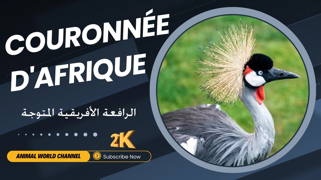 la couronnée d'afrique est l'un des plus beaux oiseaux de la faune africaine.