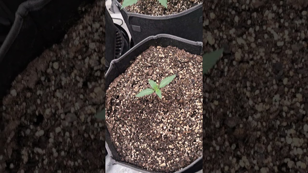 GRAPE 🍇 APE AND NORTHERN LIGHTS GROW