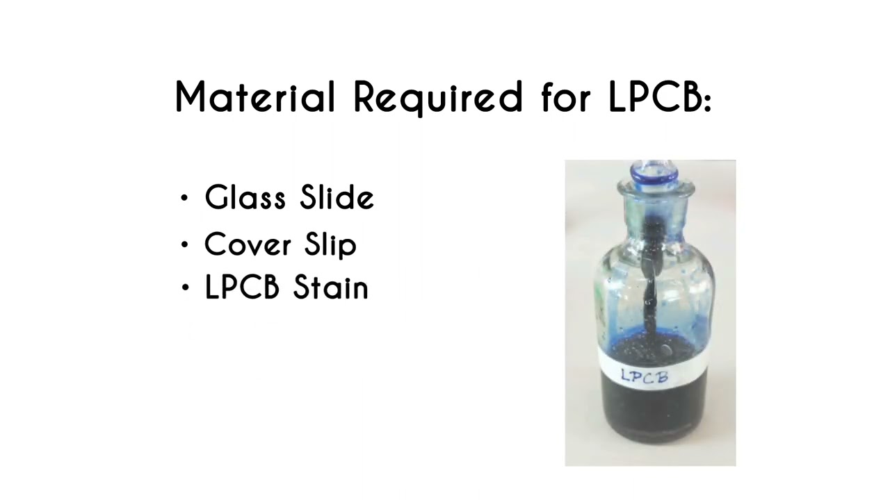 Lactophenol Cotton Blue wet mount Protocol - by Ms.R.Deepa