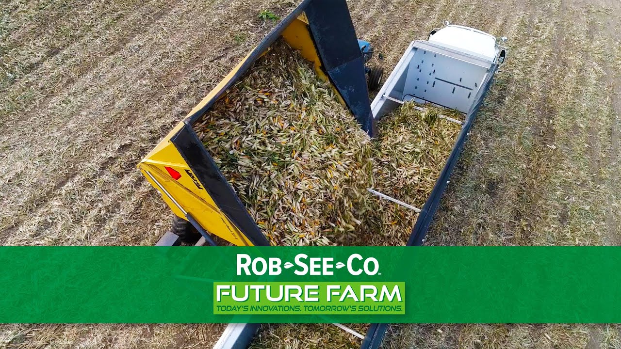 Harvesting Corn Seed