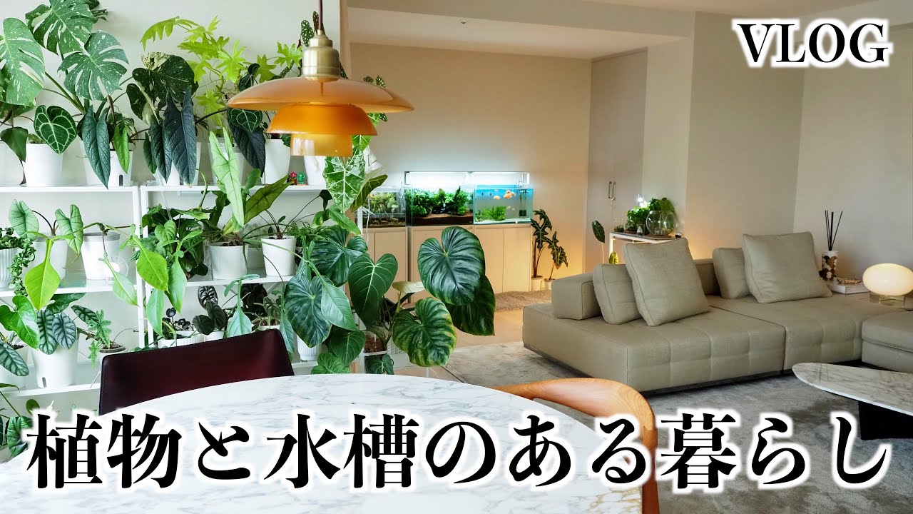 【VLOG】植物と水槽のある暮らし｜観葉植物｜アクアリウム