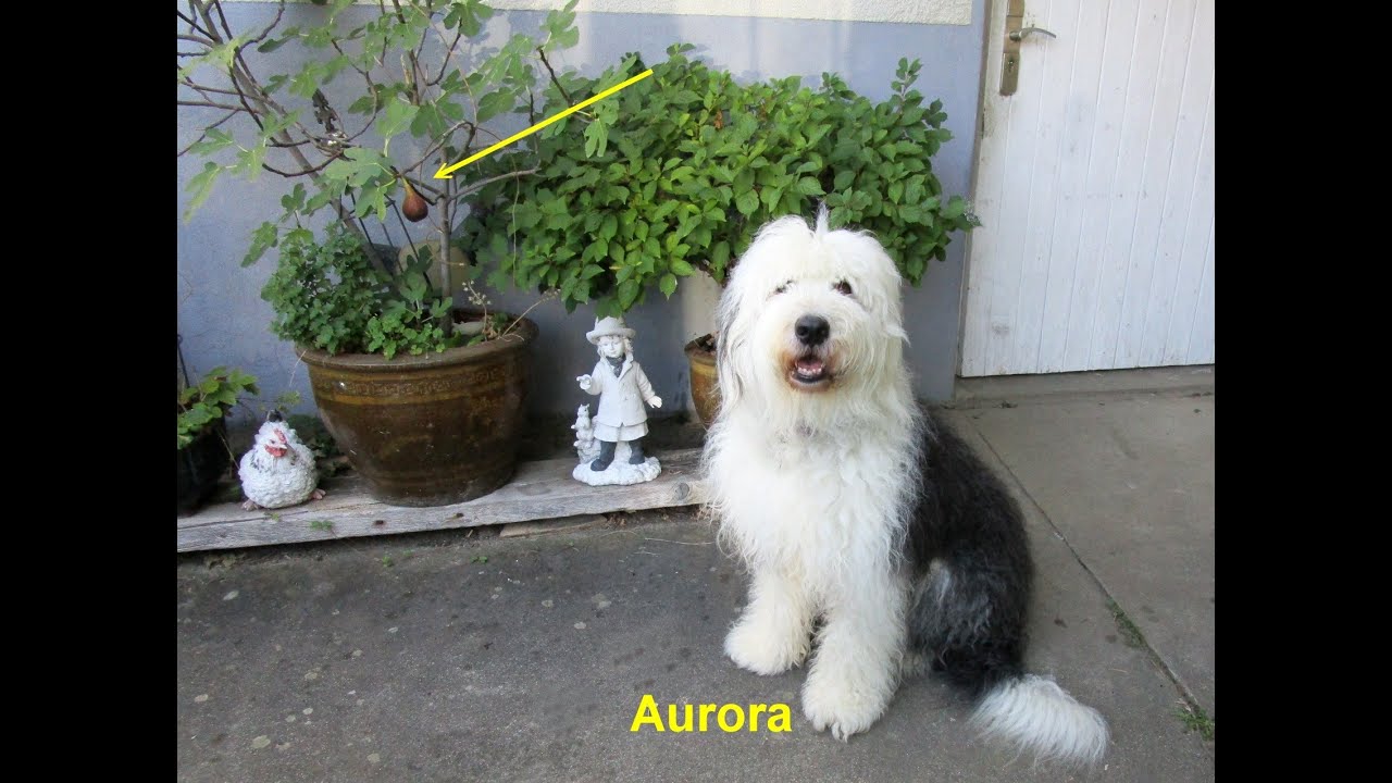 Old English Sheepdog is eating a fig  - Bobtail frisst eine Feige