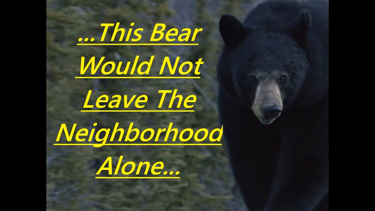 Страшное нападение медведя: черный медведь вторгся в жилой район и отказывается уходить.