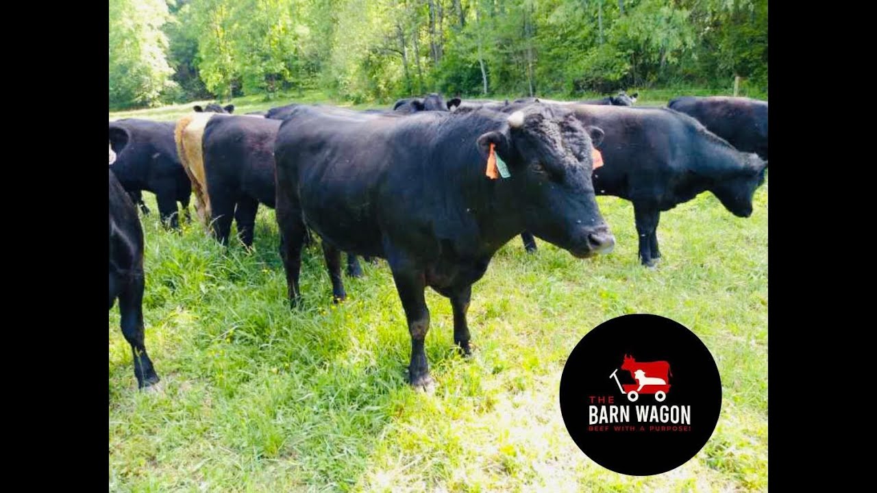 The Barn Wagon American Wagyu Beef - Top Sirloin