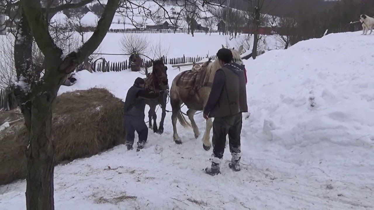 Coboratul fanului de la munte . Molivis -Petrila , jud. Hunedoara .